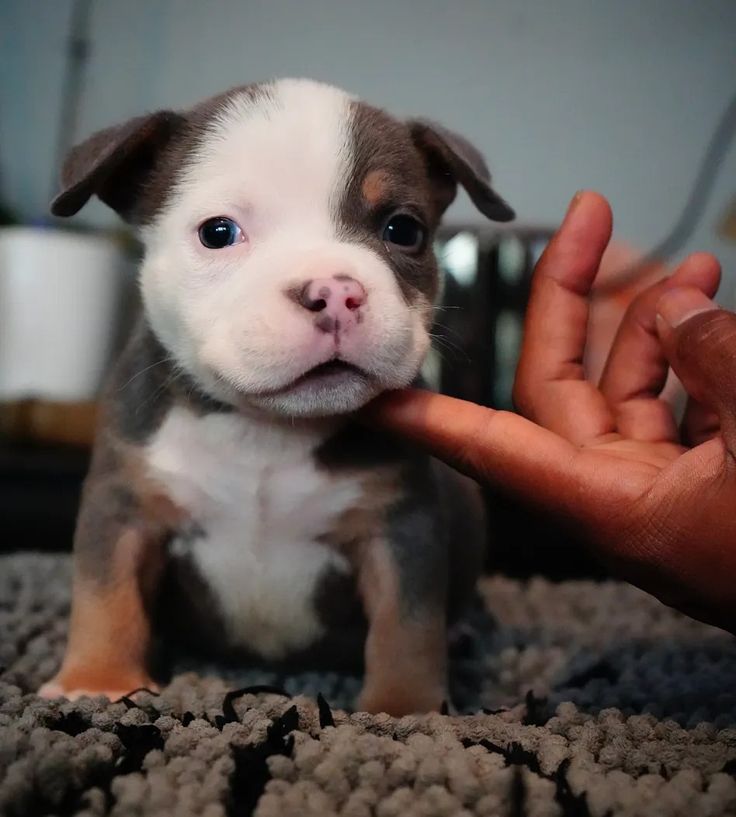 Baby Pit Bulls for Sale – Meet Toni